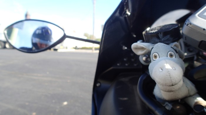 Donkey is unimpressed that I didn't bring back a waffle from the bakery